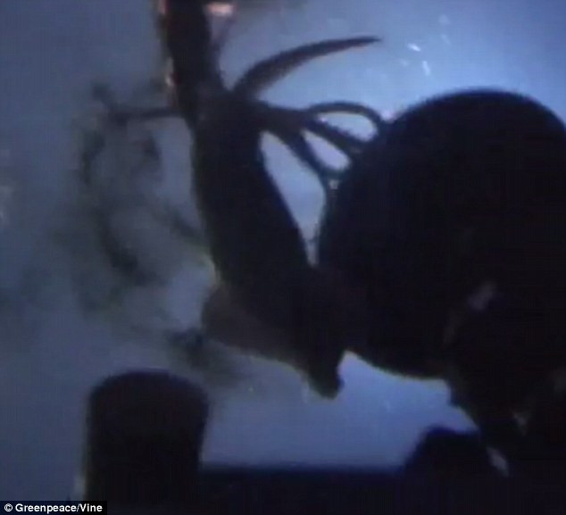 Con mực khổng lồ "điên cuồng" lao vào tấn công chiếc tàu ngầm ảnh 1