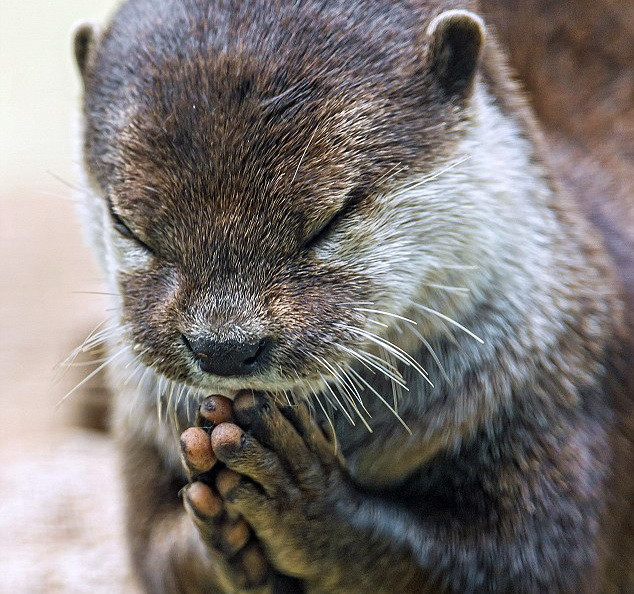 Hình ảnh xúc động: Con rái cá chắp tay "cầu nguyện" trước bữa ăn ảnh 1