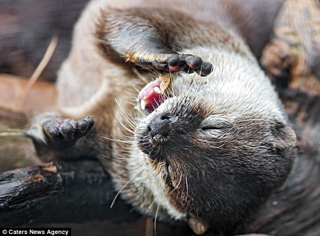 Hình ảnh xúc động: Con rái cá chắp tay "cầu nguyện" trước bữa ăn ảnh 2