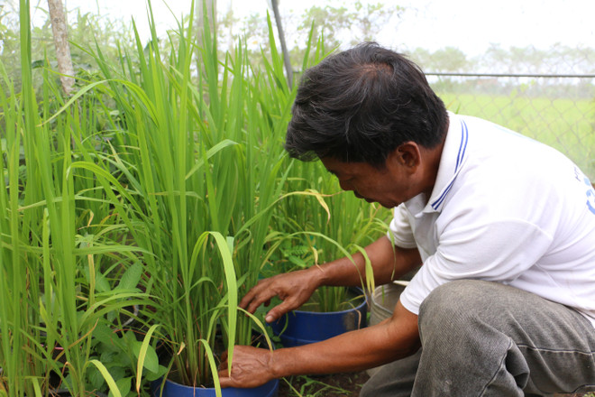 Đồng bằng sông Cửu Long thiếu giống lúa chất lượng cho xuất khẩu ảnh 2