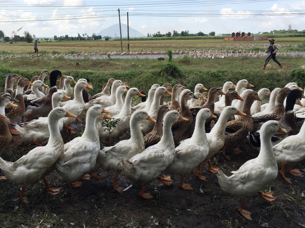 650 con gia cầm chết ở Hà Tĩnh là do mắc virus cúm H5N1 ảnh 1