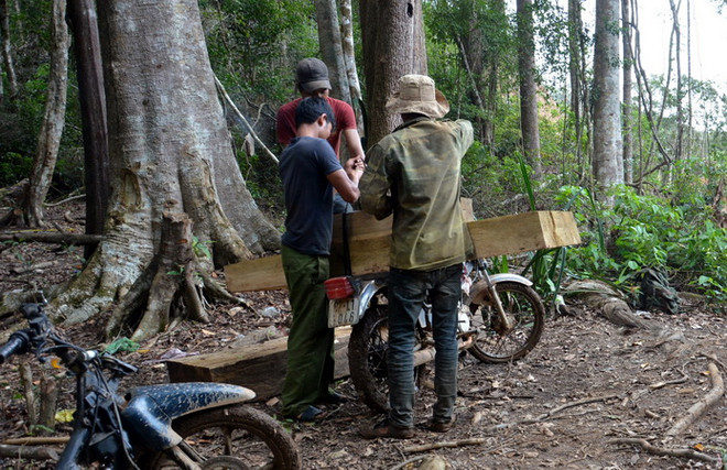 Thủ tướng yêu cầu tiếp tục làm rõ vụ việc phá rừng tại Đắk Glei ảnh 1