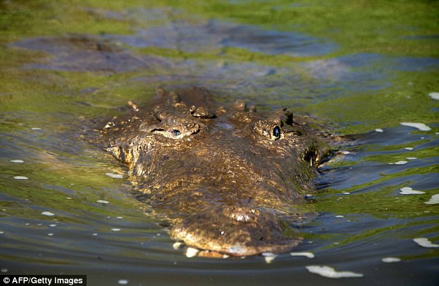 Người đàn ông mất tích bí ẩn khi bơi trong hồ có nhiều cá sấu ảnh 1