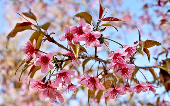 Yên Bái: Tưng bừng khai mạc Lễ hội hoa Tớ Dày Mù Cang Chải 2022 ảnh 2