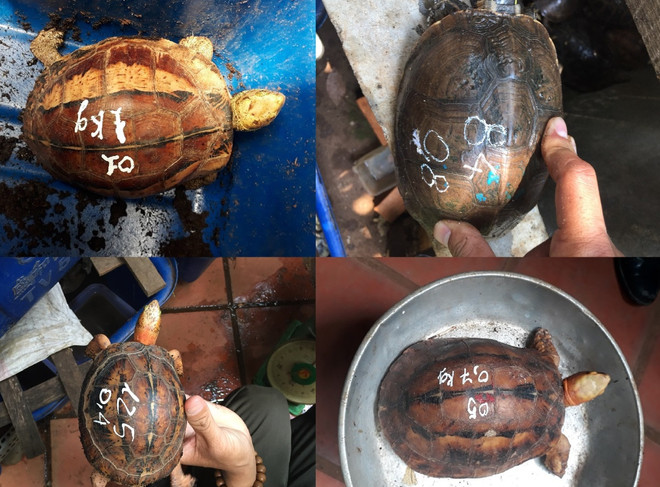 101 cá thể rùa tịch thu tại tỉnh Đắk lắk: (Ảnh: Trung tâm bảo tồn rùa) Nhiều cá thể động vật hoang dã quý, hiếm được giải cứu trong tháng Năm ảnh 3