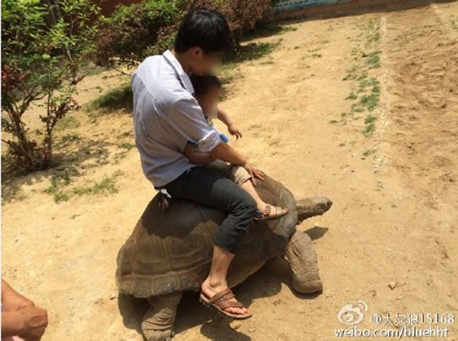 [Photo] Phẫn nộ cảnh du khách cưỡi trên lưng rùa ở công viên ảnh 2
