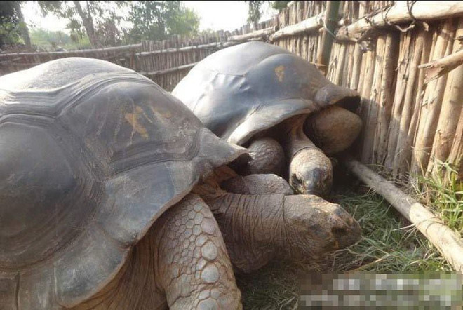 [Photo] Phẫn nộ cảnh du khách cưỡi trên lưng rùa ở công viên ảnh 4