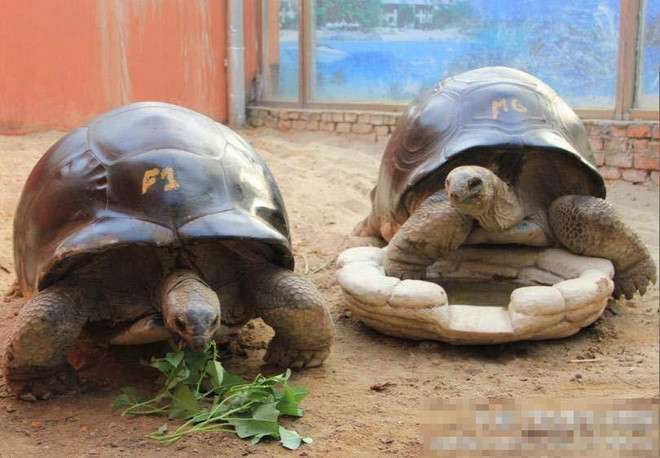 [Photo] Phẫn nộ cảnh du khách cưỡi trên lưng rùa ở công viên ảnh 3