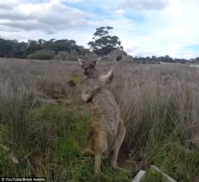[Video] Chú chuột túi gây thích thú với hành động đánh đàn guitar ảnh 1