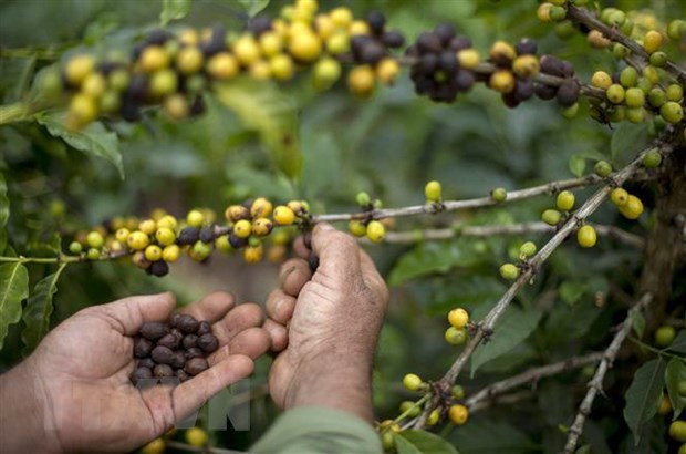 Gạo Việt Nam có xu hướng tăng cả trong nước và thế giới ảnh 2