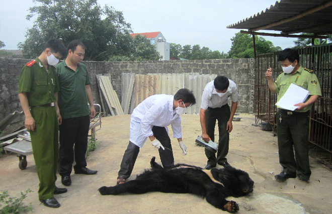 Quảng Ninh: 5 cá thể gấu bị chết và nguy kịch cần cứu hộ ảnh 2