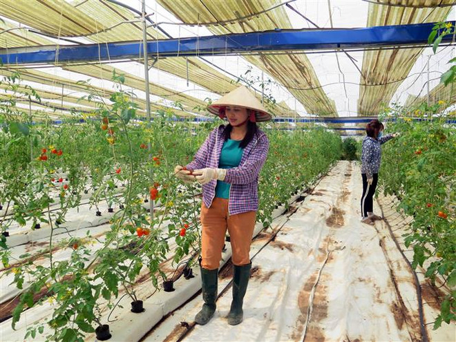 Nỗ lực bảo đảm vấn đề vệ sinh an toàn thực phẩm từ gốc ảnh 4