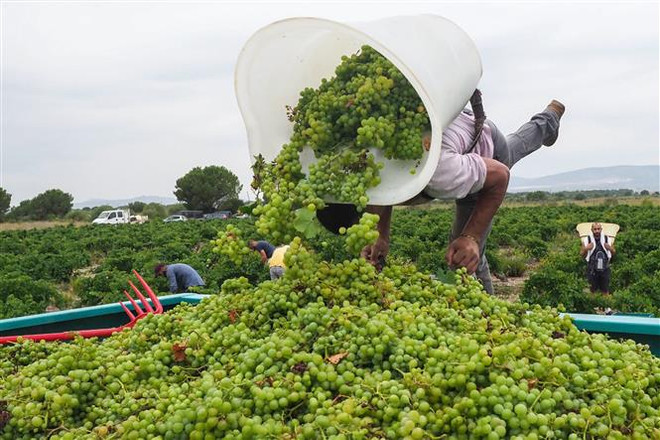 Nỗ lực bảo đảm vấn đề vệ sinh an toàn thực phẩm từ gốc ảnh 3