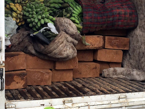 Bắc Kạn: Liều lĩnh tấn công kiểm lâm cướp lại phương tiện vi phạm ảnh 1