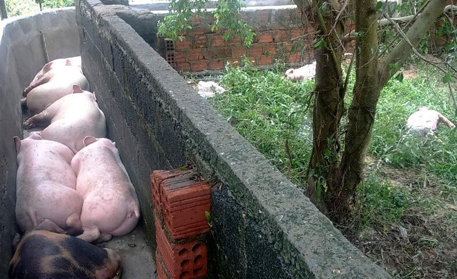 Lũ rút, người dân Quảng Bình đối mặt với muôn vàn khó khăn ảnh 2