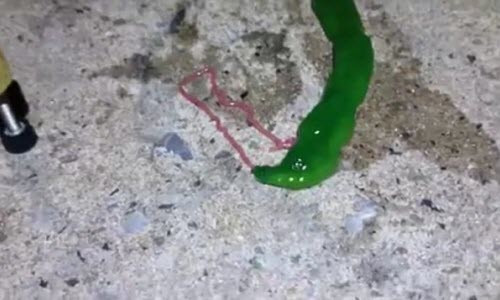 Sinh vật màu xanh, lưỡi hồng bí ẩn bất ngờ xuất hiện ở Đài Loan ảnh 1