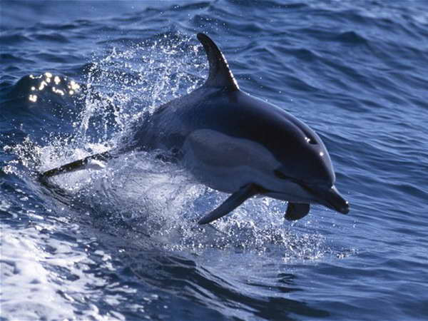 Cá heo chiến đấu của Crimea gia nhập Hải quân Nga ảnh 1