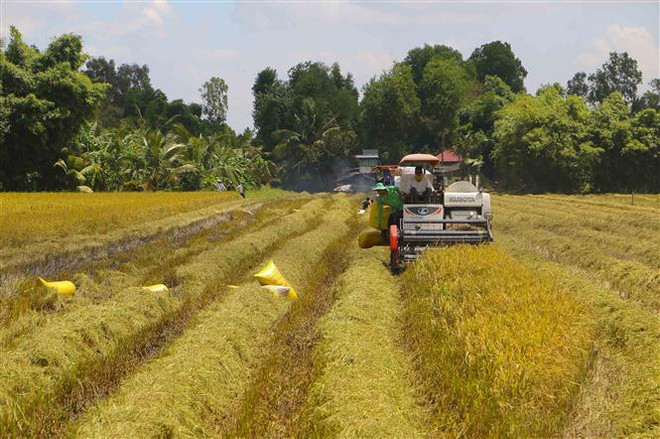 Giá lúa gạo ở khu vực Đồng bằng sông Cửu Long vẫn ổn định ảnh 2