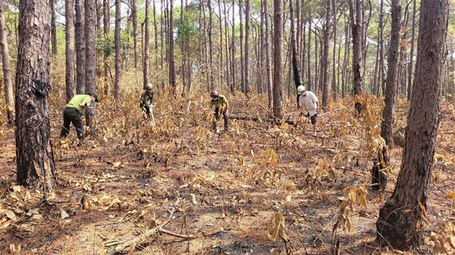 Gia Lai chủ động phòng, chống cháy rừng theo phương châm “4 tại chỗ” ảnh 1