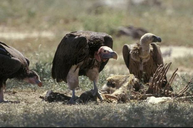 Australia lần đầu tiên phát hiện hóa thạch của loài kền kền cổ xưa ảnh 1