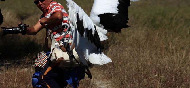 Khách du lịch hốt hoảng vì bị "chim điên" bất ngờ tấn công ảnh 1