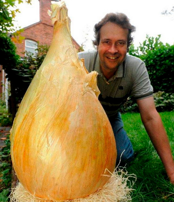 Ngỡ ngàng với củ hành tây kích thước khổng lồ, nặng gần 9kg ảnh 1