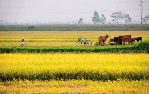 Cổ Đô: Từ làng lụa, làng tiến sỹ đến làng họa sỹ nổi danh ảnh 2