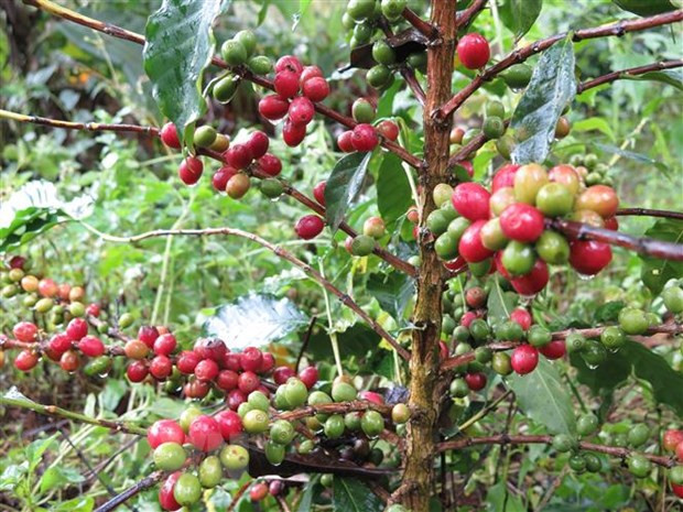 Giá lúa ở khu vực Đồng bằng sông Cửu Long giảm ở một số loại ảnh 3