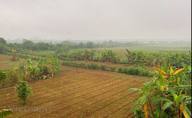 Bãi giữa sông Hồng chủ yếu hiện trồng hoa màu. (Ảnh: Hùng Nguyễn/Vietnam+) 2711baigiua.jpg