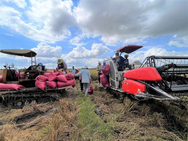 Bạc Liêu: Nông dân phấn khởi vì tiếp tục trúng mùa và được giá lúa ảnh 2