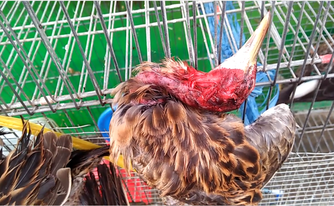 [Video] Chặn 'cầu nối' tiêu thụ động vật hoang dã để tránh dịch bệnh ảnh 1