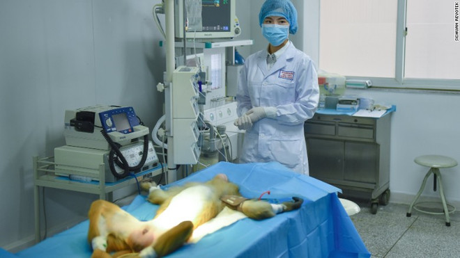 Các nhà khoa học Trung Quốc đã ghép thành công các mạch máu được sản xuất từ máy in 3D lên khỉ thí nghiệm. (Nguồn: CNN) Trung Quốc phát triển máy in 3D sinh học có thể sản xuất mô người ảnh 1