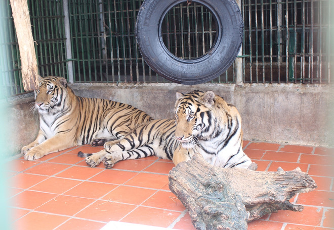 Ngày Môi trường thế giới: Chung tay bảo vệ các giống loài hoang dã ảnh 1