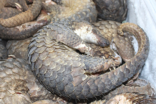 Ngày Môi trường thế giới: Chung tay bảo vệ các giống loài hoang dã ảnh 2