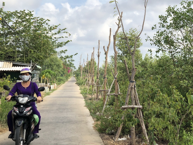 Bạc Liêu: Hàng trăm cây xanh vừa mới trồng đã bị chết khô ảnh 1