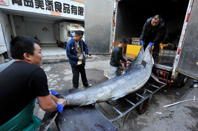 Ngư dân may mắn lập kỷ lục thế giới với chú cá kiếm khổng lồ ảnh 3