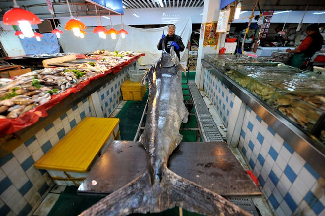 Ngư dân may mắn lập kỷ lục thế giới với chú cá kiếm khổng lồ ảnh 4