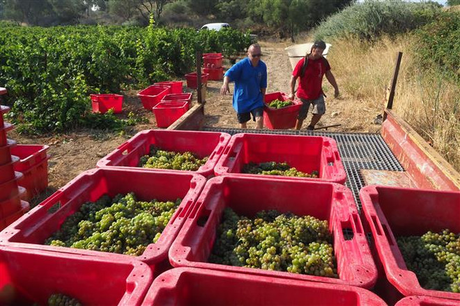 Người dân Pháp ngày càng chuộng rượu vang "sạch" từ nho hữu cơ ảnh 1