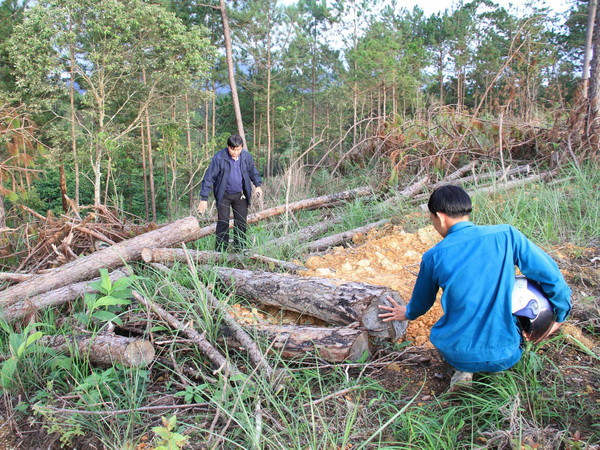 Vụ phá rừng tại Lâm Đồng: Tạm đình chỉ công tác Phó Chủ tịch UBND xã ảnh 1