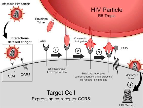 Một đột biến gene khá hiếm giúp cơ thể người chống lại sự lây nhiễm virus HIV. (Nguồn: sciencedirect.com) Phát hiện đột biến gene thứ hai liên quan đến khả năng kháng HIV ảnh 1