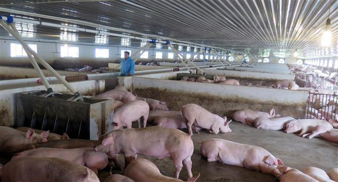 Ứng phó dịch tả lợn châu Phi: Làm gì trong lúc chờ vắcxin? ảnh 2