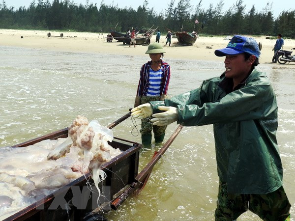 Sau sự cố môi trường biển, một thời gian rất dài, nhiều ngư dân không thể ra khơi đánh cá. (Ảnh: Công Tường/TTXVN) Phát triển trước, chạy chữa sau: Hiểm họa 'phá môi trường lấy kinh tế' ảnh 1