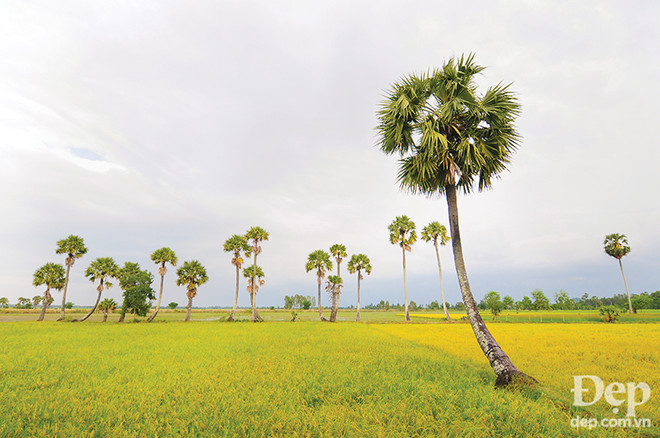 Đắm say với thiên nhiên và đặc sản An Giang mùa nước nổi ảnh 7