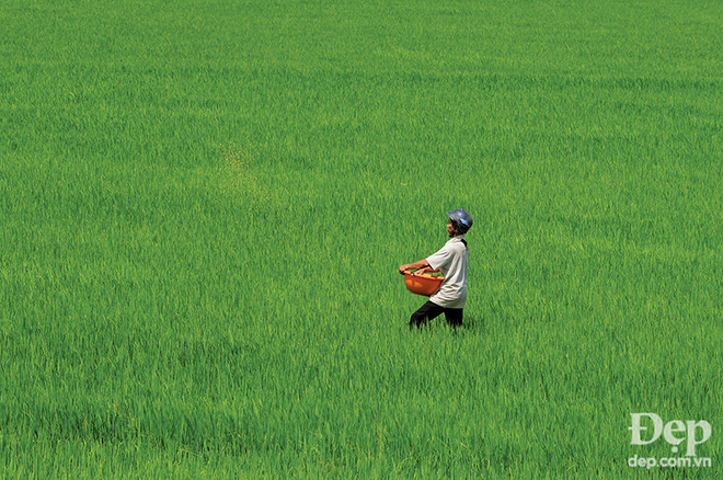 Đắm say với thiên nhiên và đặc sản An Giang mùa nước nổi ảnh 3