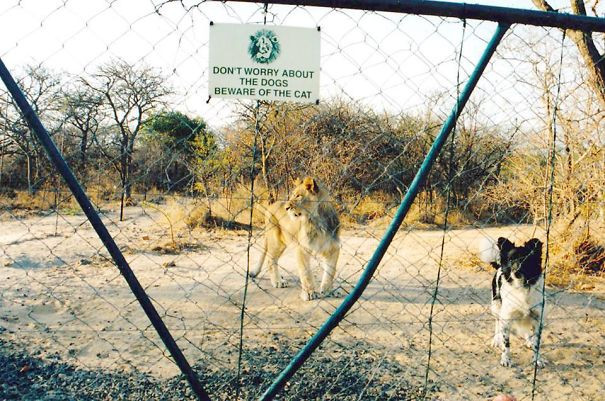 Phì cười hình ảnh đáng sợ sau tấm biển "cẩn thận chó dữ" ảnh 9