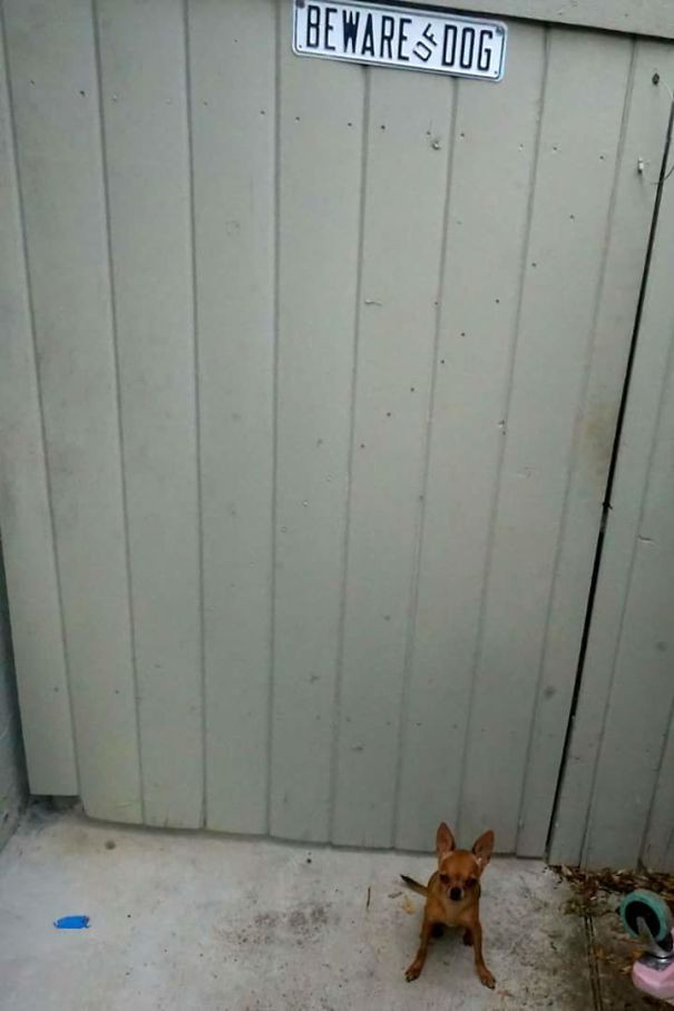 Phì cười hình ảnh đáng sợ sau tấm biển "cẩn thận chó dữ" ảnh 8