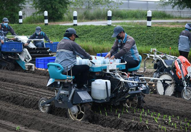 Công nhân thao tác trên máy trồng cây mùa vụ tại Nông trang Kobuta. (Ảnh: Đỗ Sinh/TTXVN) Thái Lan giảm phí thị thực và lưu trú cho người lao động Việt Nam ảnh 1