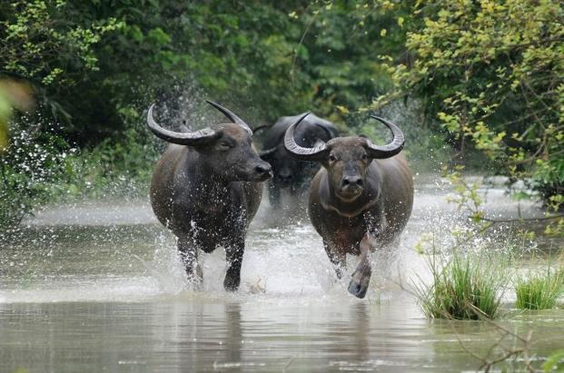 Xuất khẩu thịt trâu của Ấn Độ sẽ đạt gần 6 tỷ USD trong 5 năm tới ảnh 1