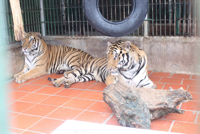 Hoa Kỳ cam kết giúp Việt Nam chống buôn lậu động vật hoang dã ảnh 2