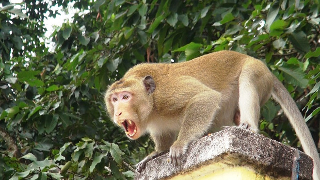 Ninh Thuận: Đàn khỉ xuống núi phá hoa màu, tấn công người dân ảnh 1